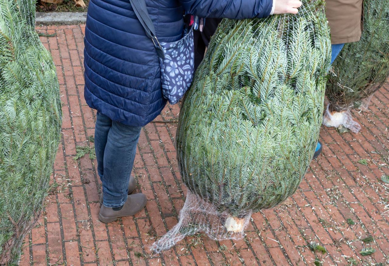 How to extend the "life" of a Christmas tree?