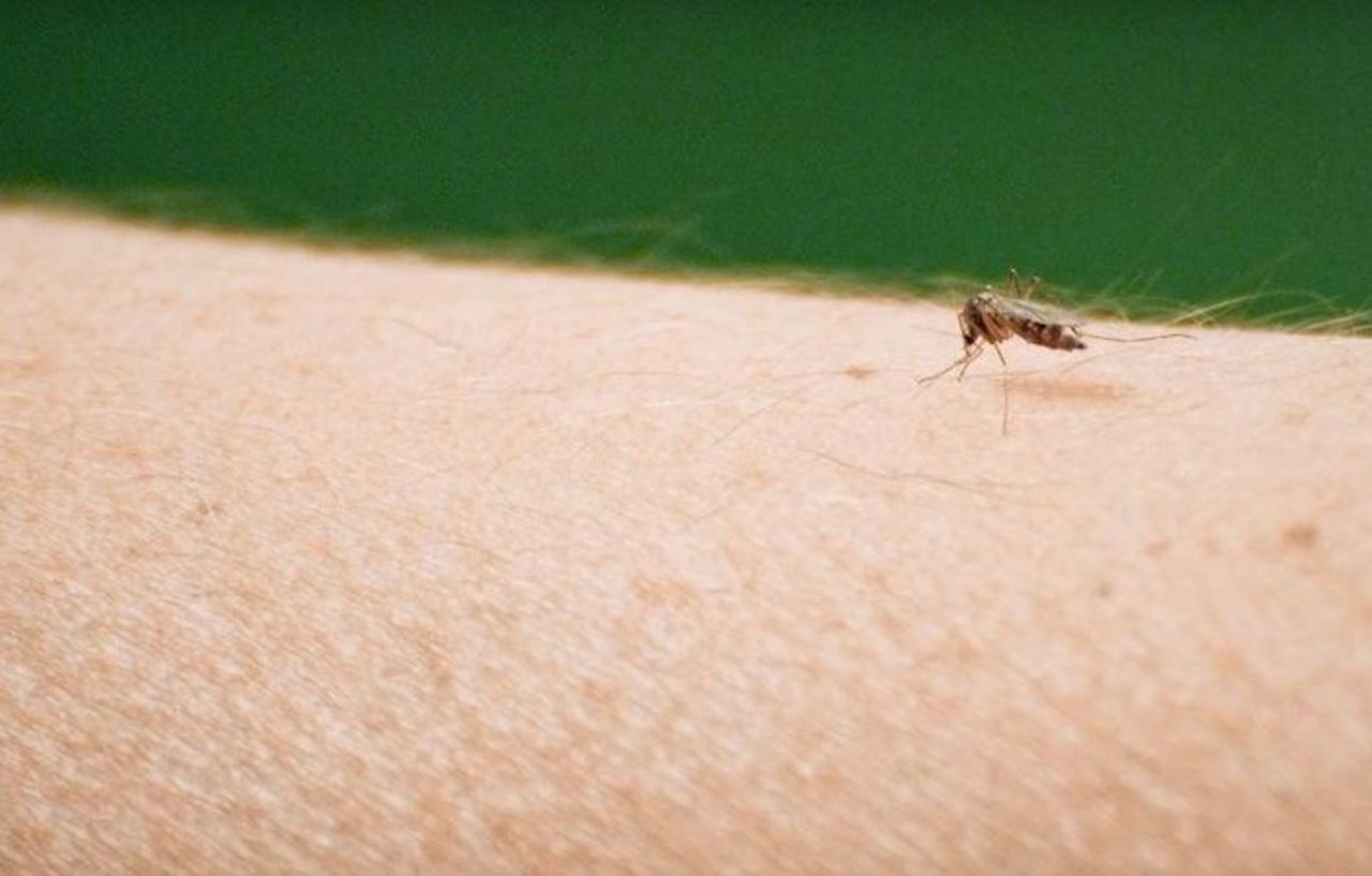 Dangerous mosquitoes have already appeared in Europe.