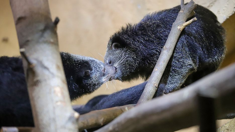 Binturongi w łódzkim zoo
