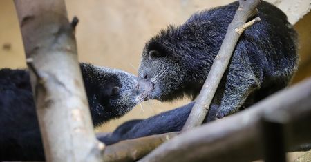 Łódzkie zoo promuje się na Walentynki. Zaproszenie oburzyło radnego PiS