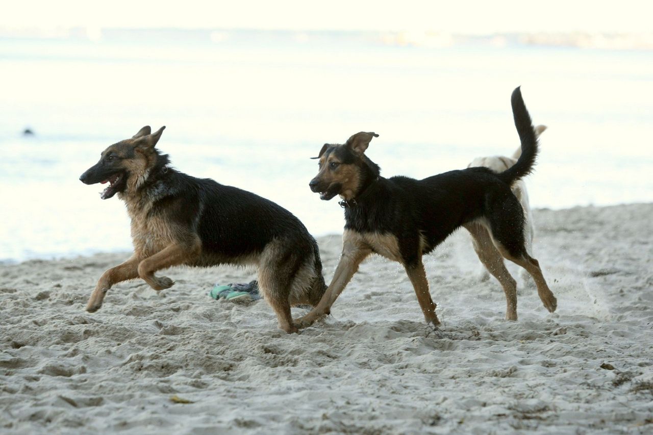 Wakacje z psem mogą się zmienić w koszmar - nie po każdej plaży można chodzić z pupilem