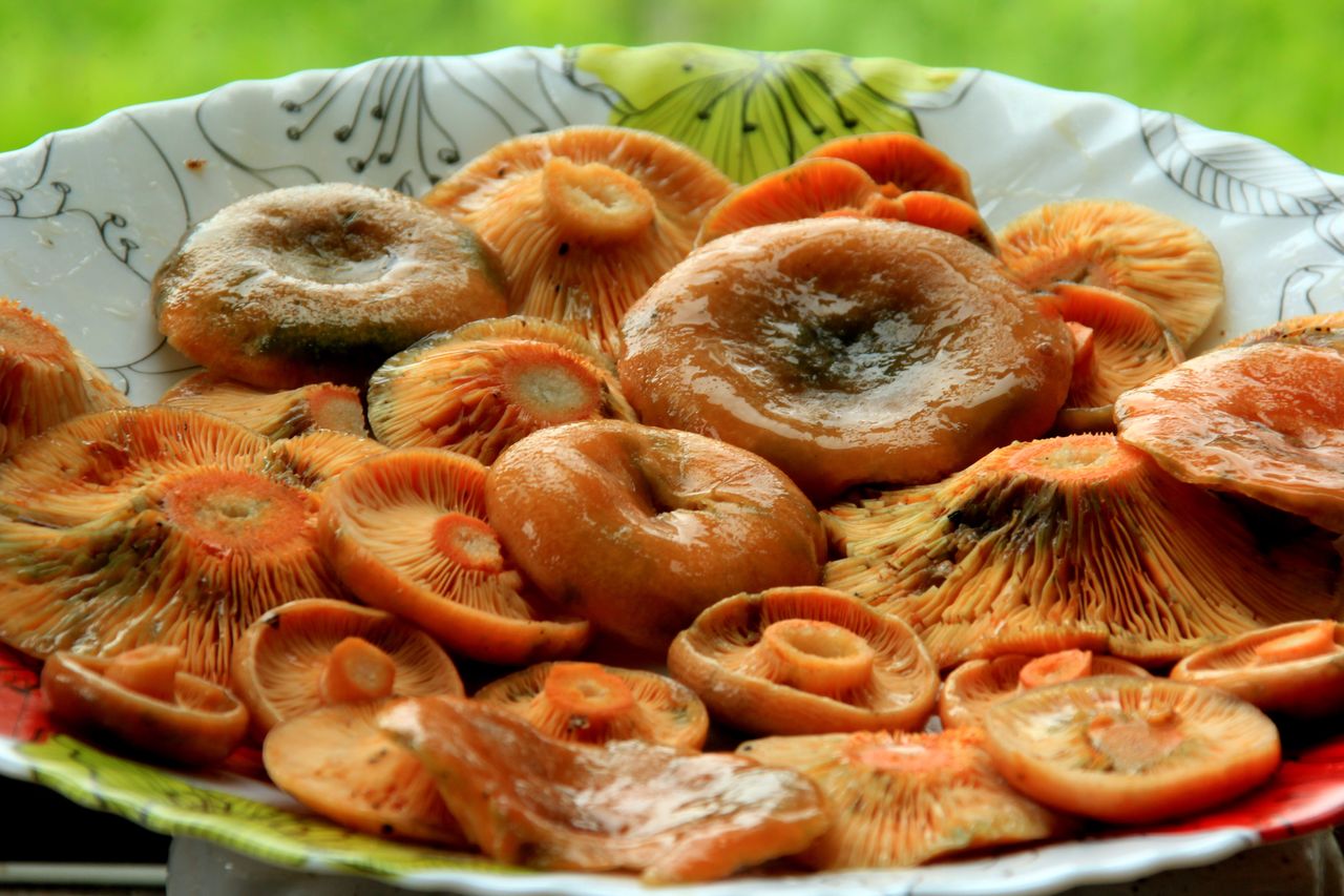 Saffron milk caps have been popular for years - Delicacies