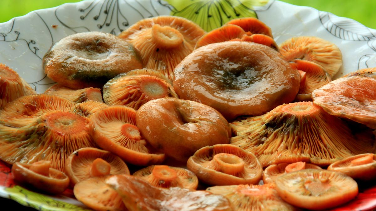 Rydze od lat cieszą się popularnością - Pyszności