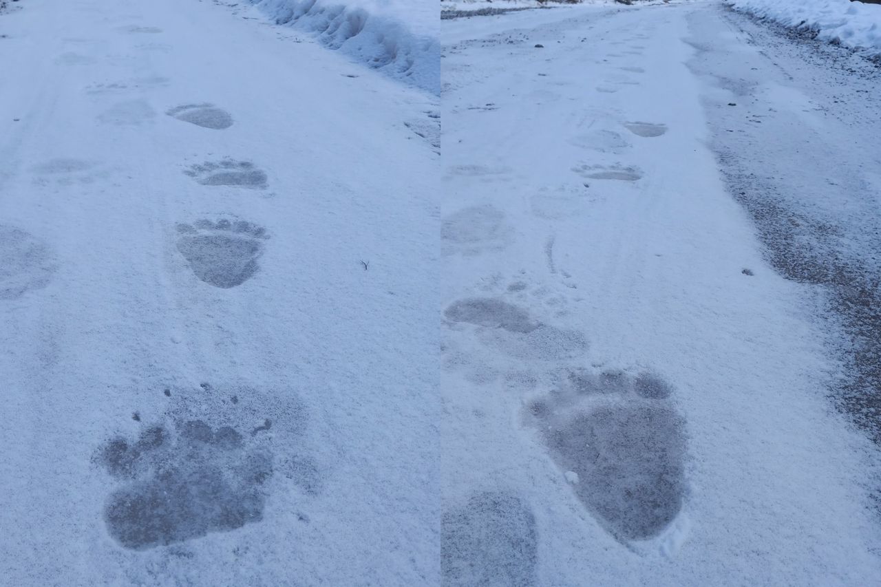 Ślady na drodze do pracy. Leśnik aż chwycił za telefon