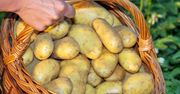 Rząd bierze się za sprzedaż ziemniaków. Oto szczegóły
