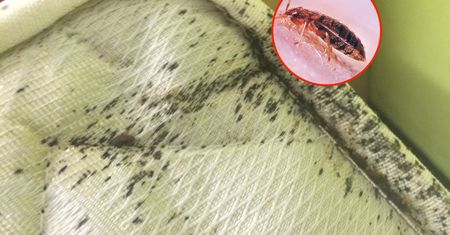 Eksperci biją na alarm. Plaga pluskiew w raju turystycznym