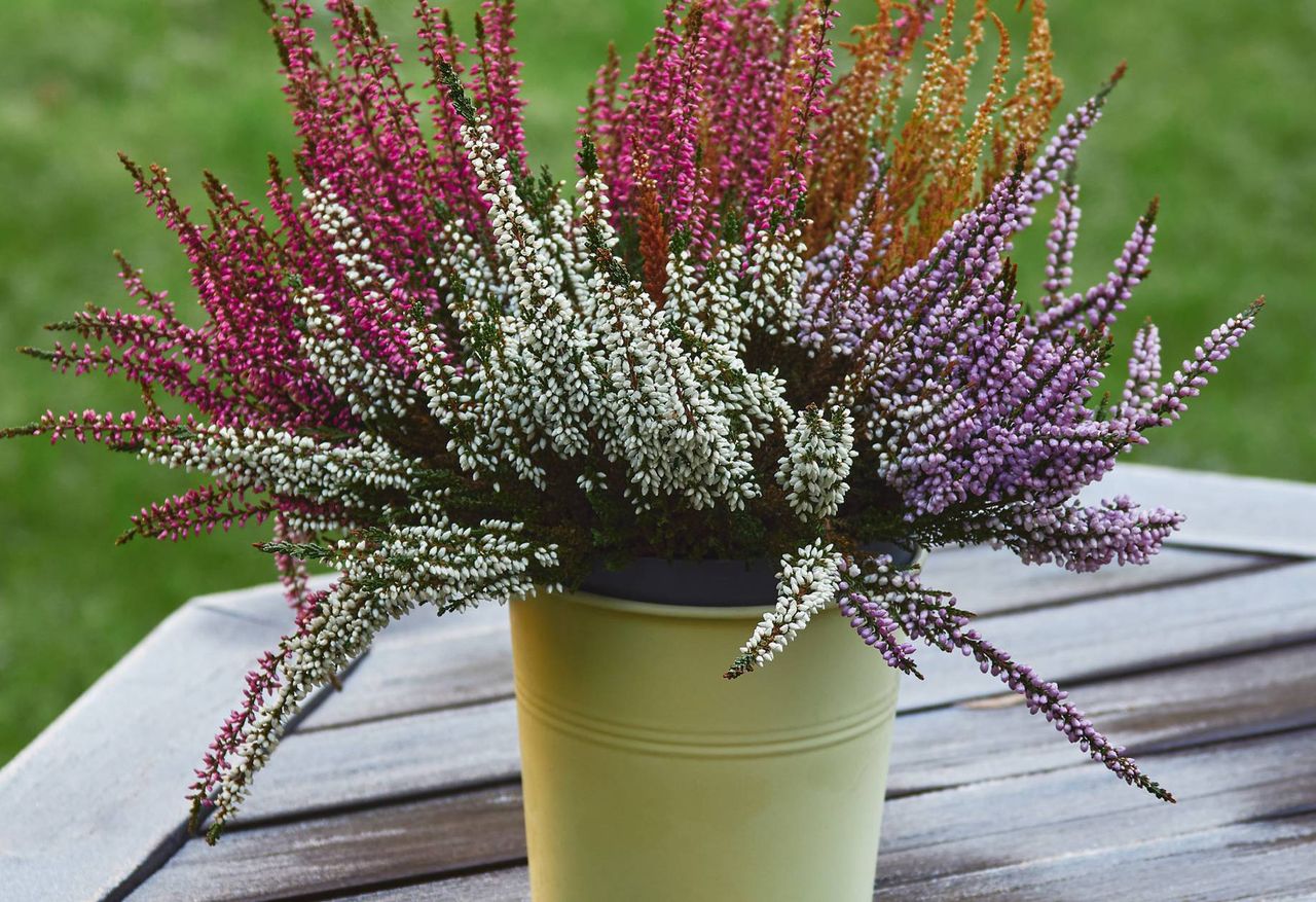 Heidekraut richtig pflegen: Tipps für prächtige Herbstblüten