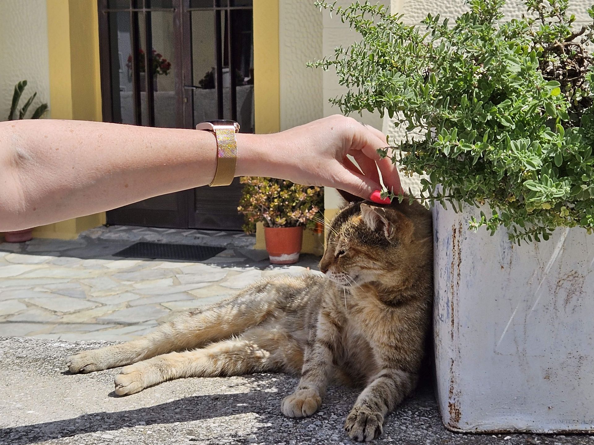 Koty w Spili (Kreta)