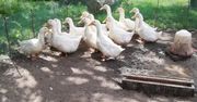 Nowe ogniska ptasiej grypy. Tysiące sztuk do likwidacji
