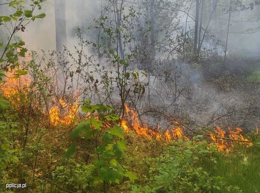 Podpalał lasy i obserwował strażaków. 37-latek z Radzyńskiego aresztowany