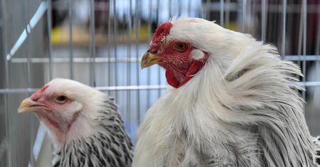 Czechy chcą zakazać chowu klatkowego w całej Unii Europejskiej