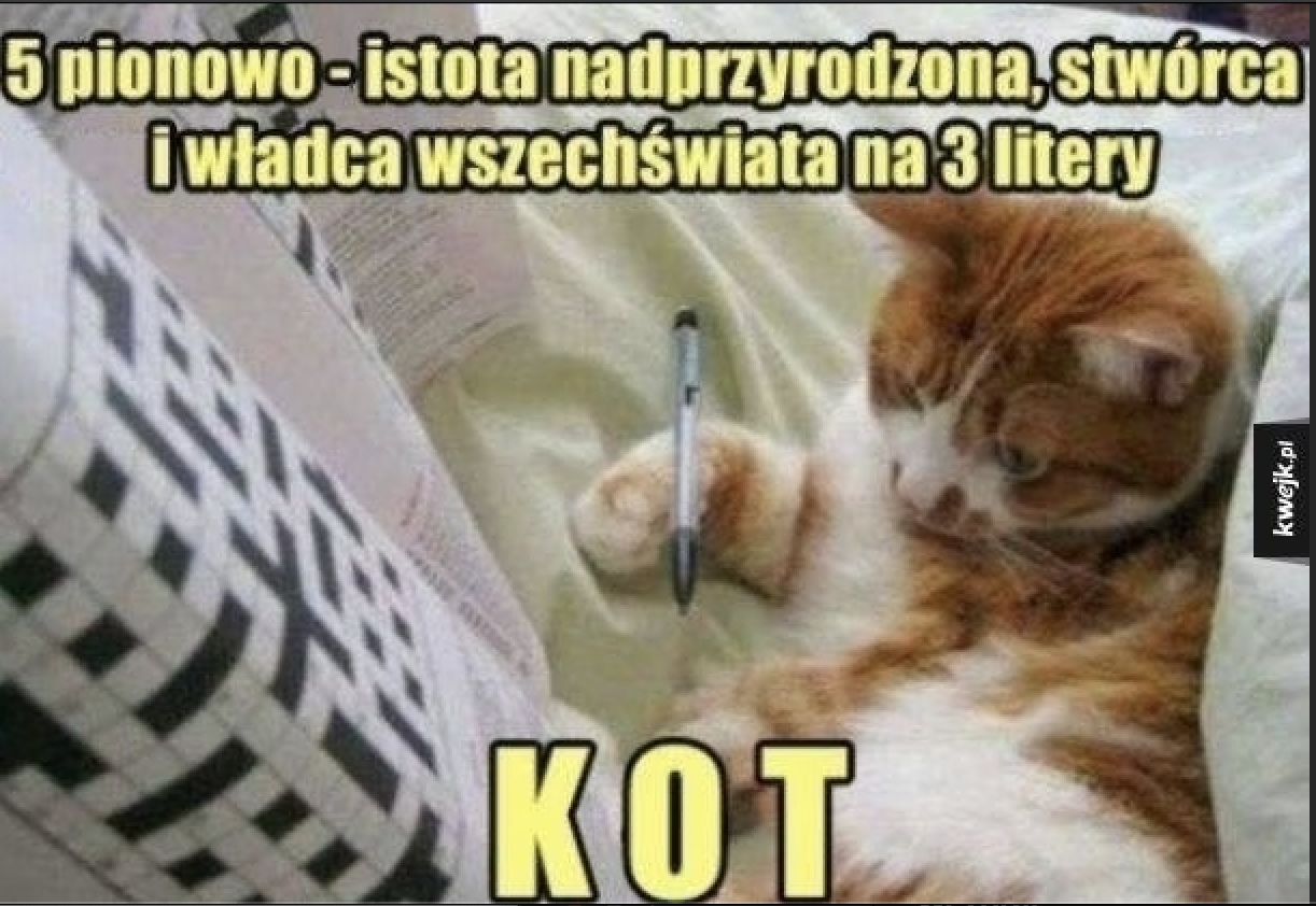 Memy na Dzień Kota