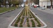 Gorąca dyskusja wokół pasa zieleni na ulicy Zwycięstwa w Koszalinie