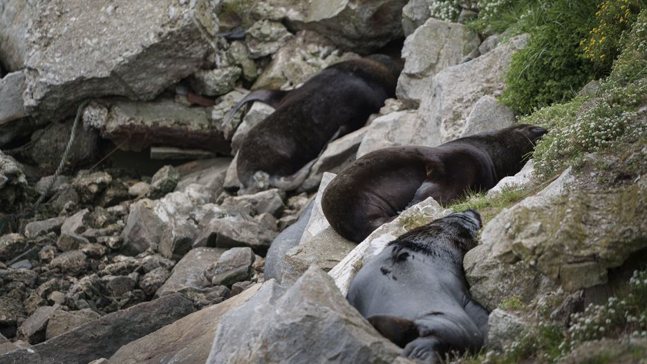 Martwe lwy morskie w okolicach Buenos Aires w Argentynie - padły z powodu ptasiej grypy