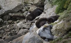 Zjadliwa choroba atakuje nowy kontynent. 1000 martwych fok i lwów morskich