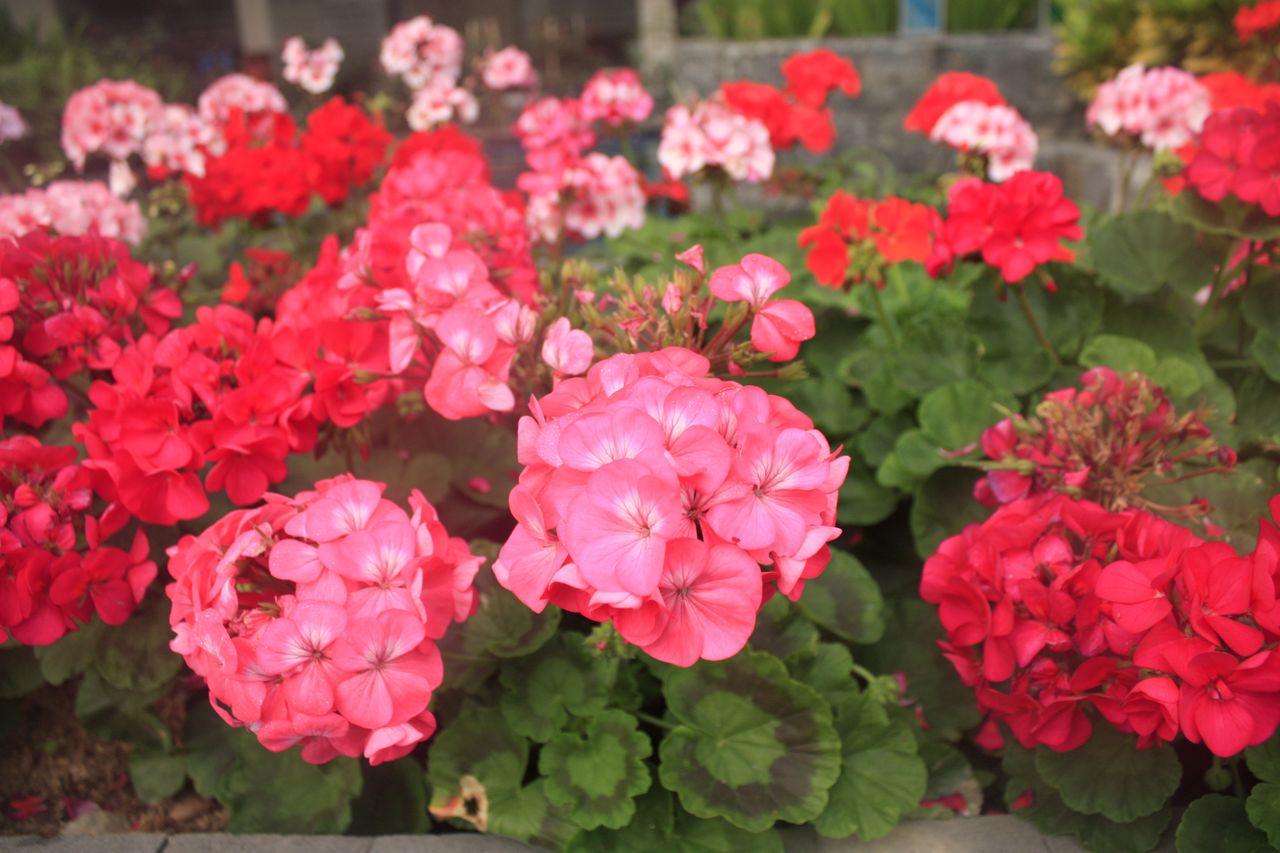 Pelargonia rabatowa to prawdziwa ozdoba balkonów i ogrodów