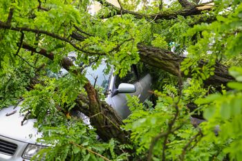 Szczecin: 76 interwencji strażaków przy usuwaniu wiatrołomów w regionie