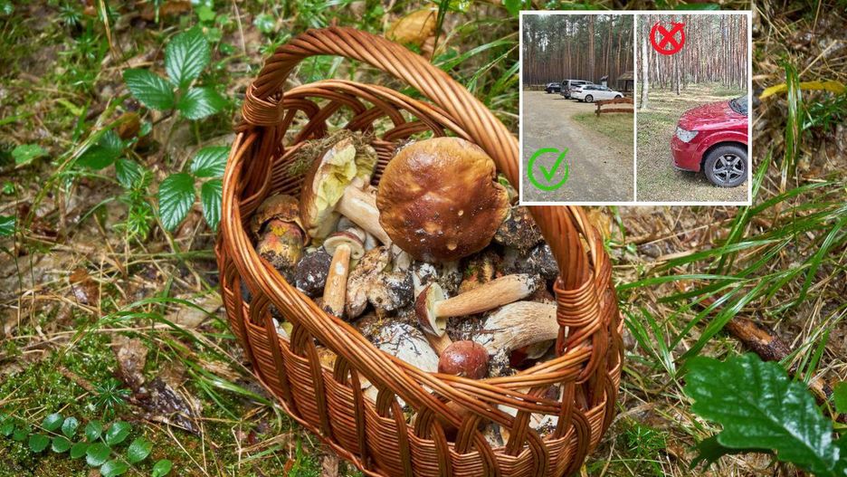 Leśnicy ostrzegają grzybiarzy przed mandatem
