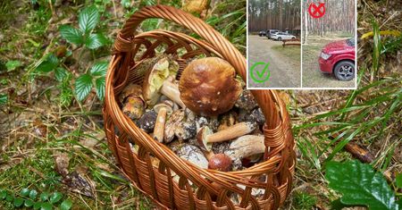 Grzybiarze robią to nagminnie. Leśnicy ostrzegają przed wysokim mandatem