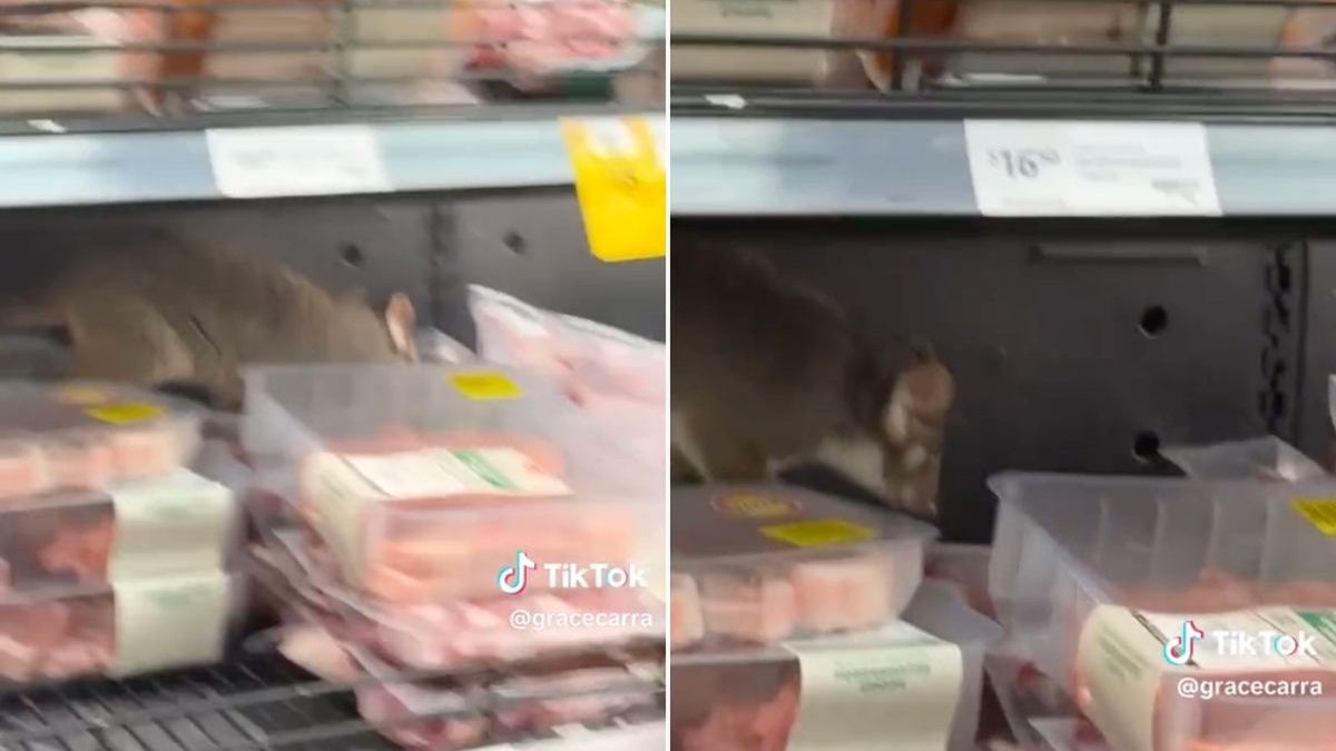 Australia. Opos grasuje w markecie