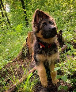 Lekarz miał zabić psa. Sprawę umorzono