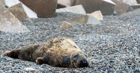 Dramatyczna sytuacja zwierząt w kijowskim zoo. Konieczne stworzenie korytarza humanitarnego