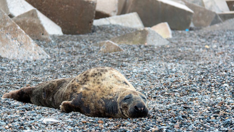 epa09831640 A grey seal (Halichoerus grypus) rests at El Cable beach in Motril, Granada, south Spain, 17 March 2022. The grey seal, who normally lives in North Atlantic, was found resting in good conditions.  EPA/ALBA FEIXAS Dostawca: PAP/EPA.