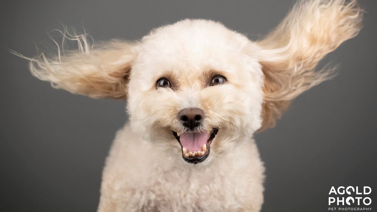 Zdjęcia psów łapiących jedzenie w locie pomagają zebrać pieniądze na schronisko 1