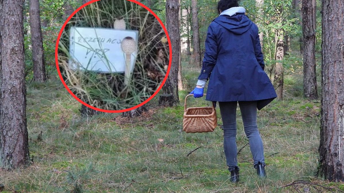 Grzybiarze zostawiają to w lasach. "Zwykły prank"