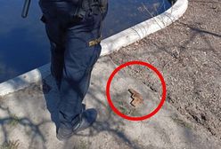 Niezwykłe odkrycie na Polu Mokotowskim w Warszawie. Wezwano policję