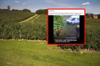 Wchodził do sadu i zabierał jabłka. Wszystko nagrał monitoring.