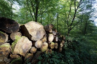 Wycięli 300-letni dąb. Mieszkańcy grzmią. Gmina: to zgodne z prawem