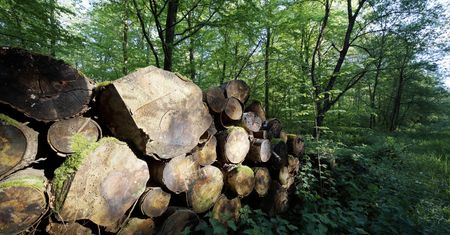 Wycięli 300-letni dąb. Mieszkańcy grzmią. Gmina: to zgodne z prawem