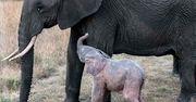 Różowe słoniątko urodziło się w Kenii. Zobacz to niecodzienne zjawisko