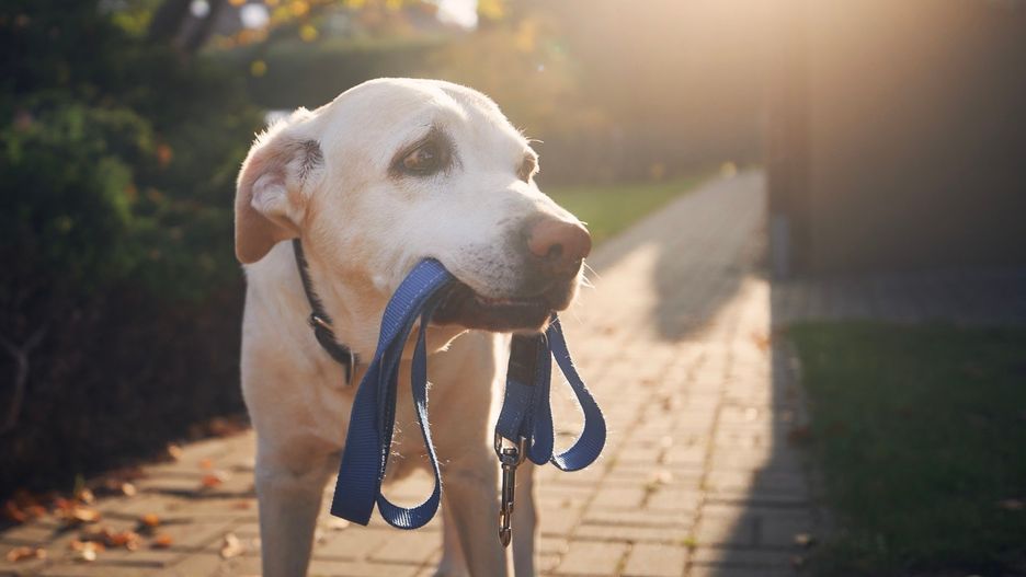 Cute dog waiting for walk with leash in mouth
