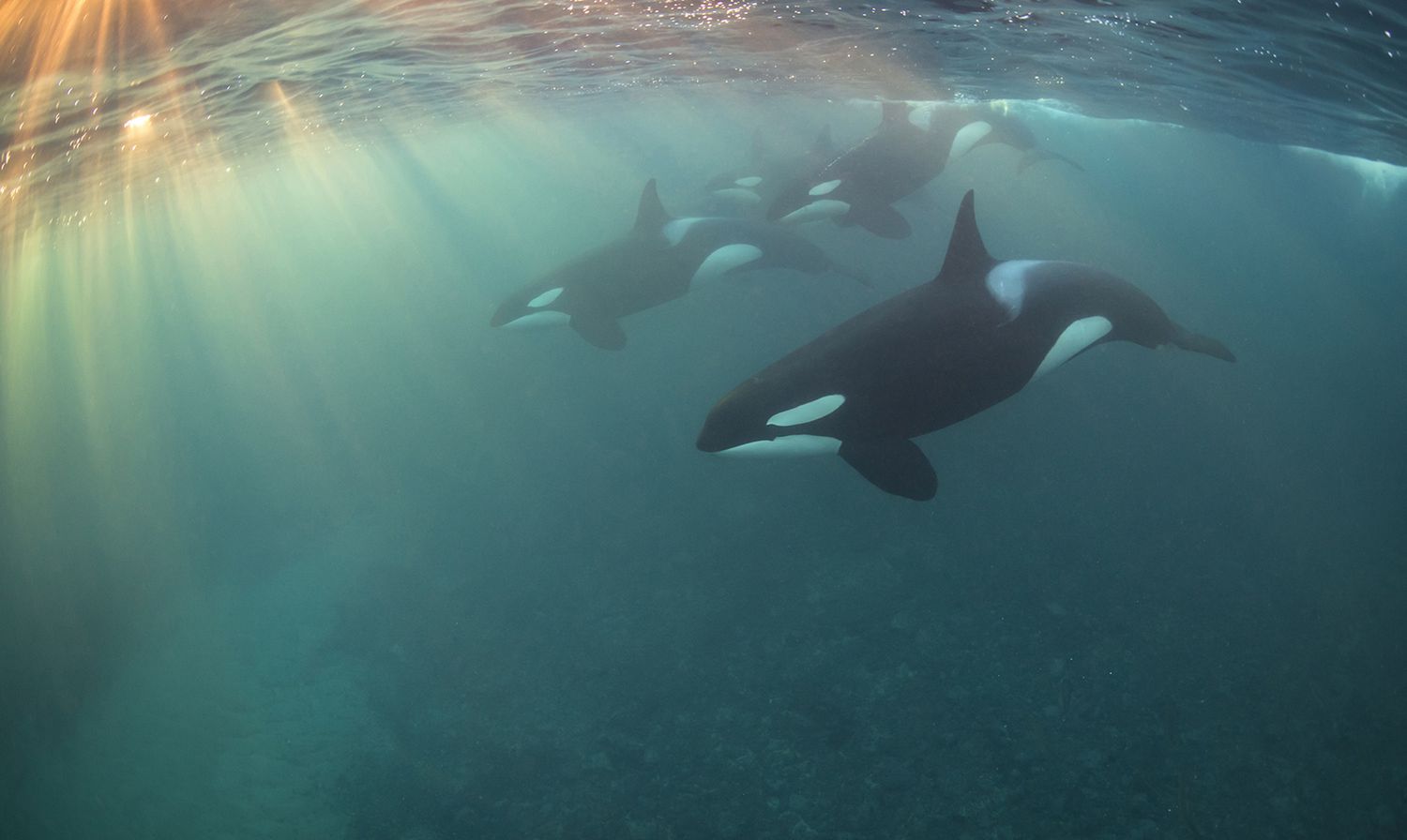 Takiego świata nie znacie. Oto najpiękniejsze zdjęcia podwodne w konkursie Underwater Photographer of the Year 2017 22