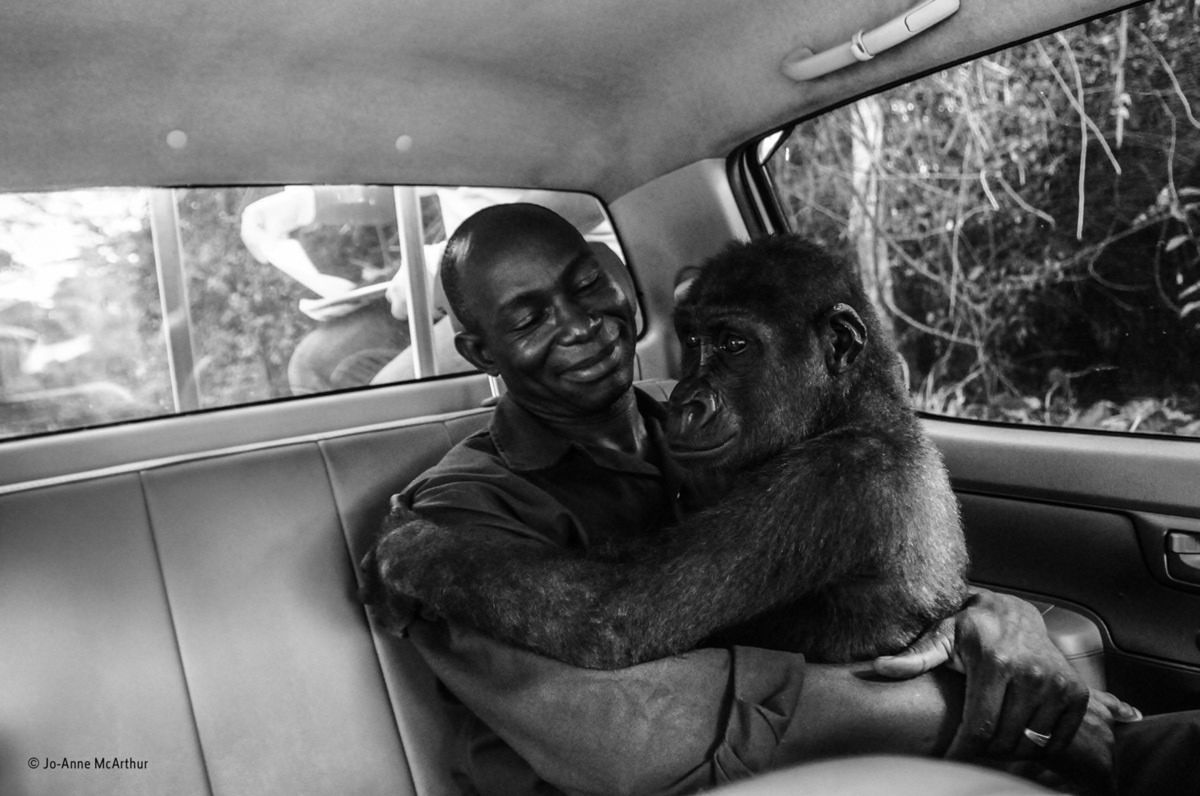 Publiczność wybrała ulubione zdjęcie w konkursie Wildlife Photographer of the Year