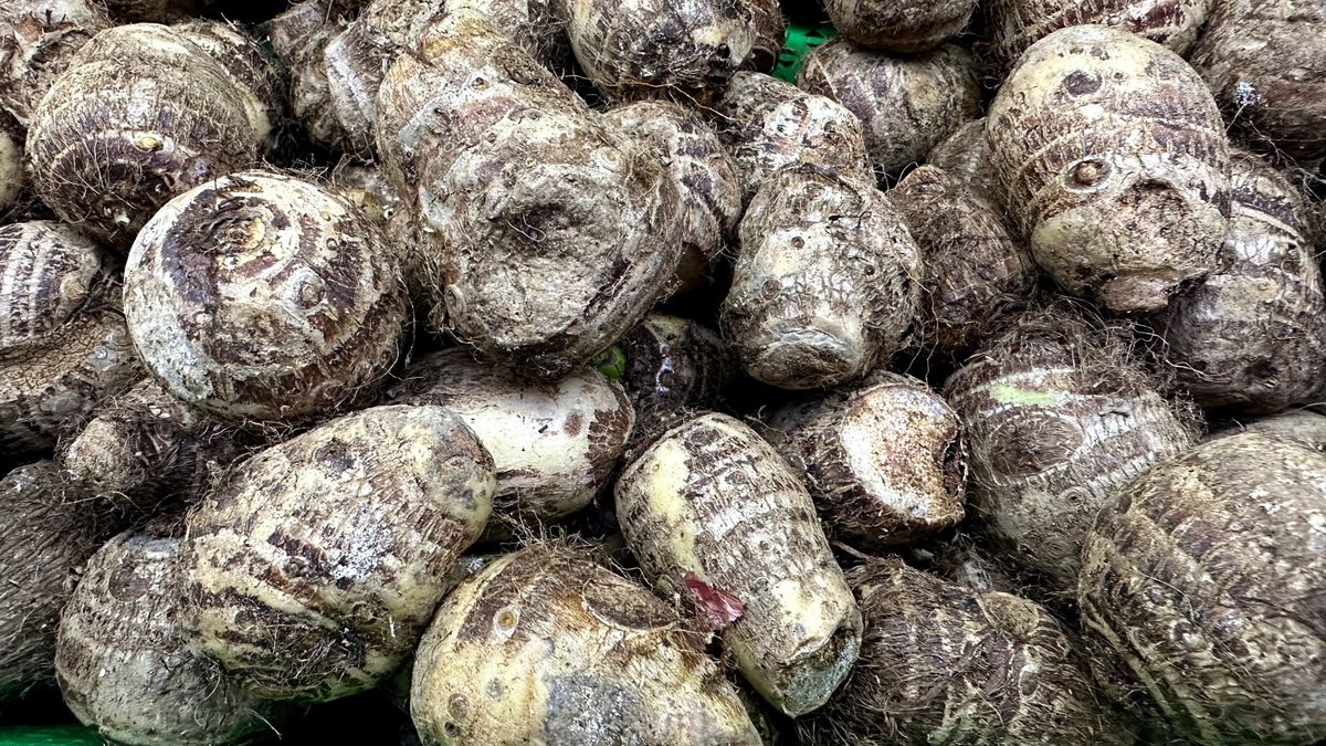 Bulwa taro – egzotyczny składnik, który warto poznać