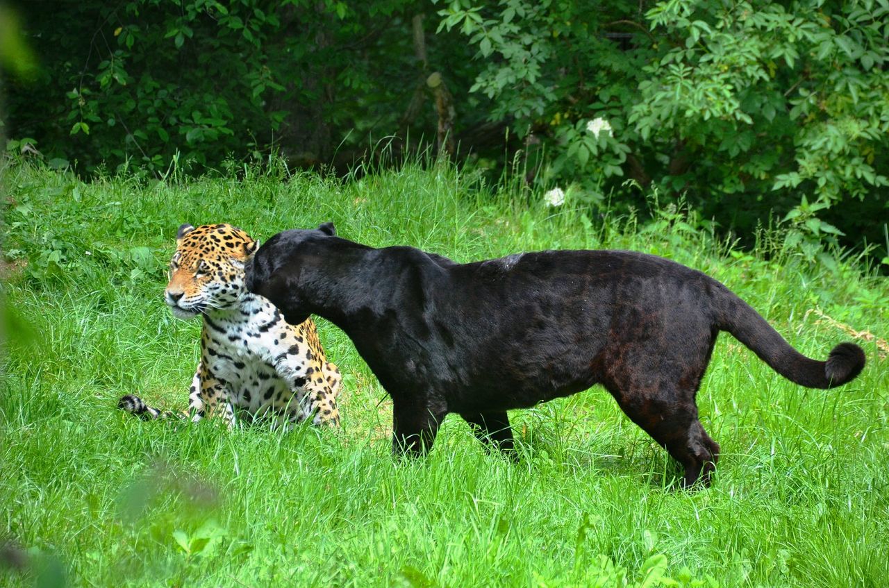 Hiszpania. Czarna pantera poszukiwana. W akcji cywile i wojsko