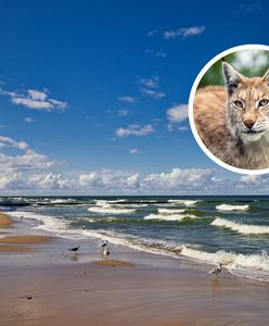 Drapieżnik nad Bałtykiem. "Zdarzają się sytuacje przypominające safari afrykańskie"