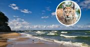 Drapieżnik nad Bałtykiem. "Zdarzają się sytuacje przypominające safari afrykańskie"