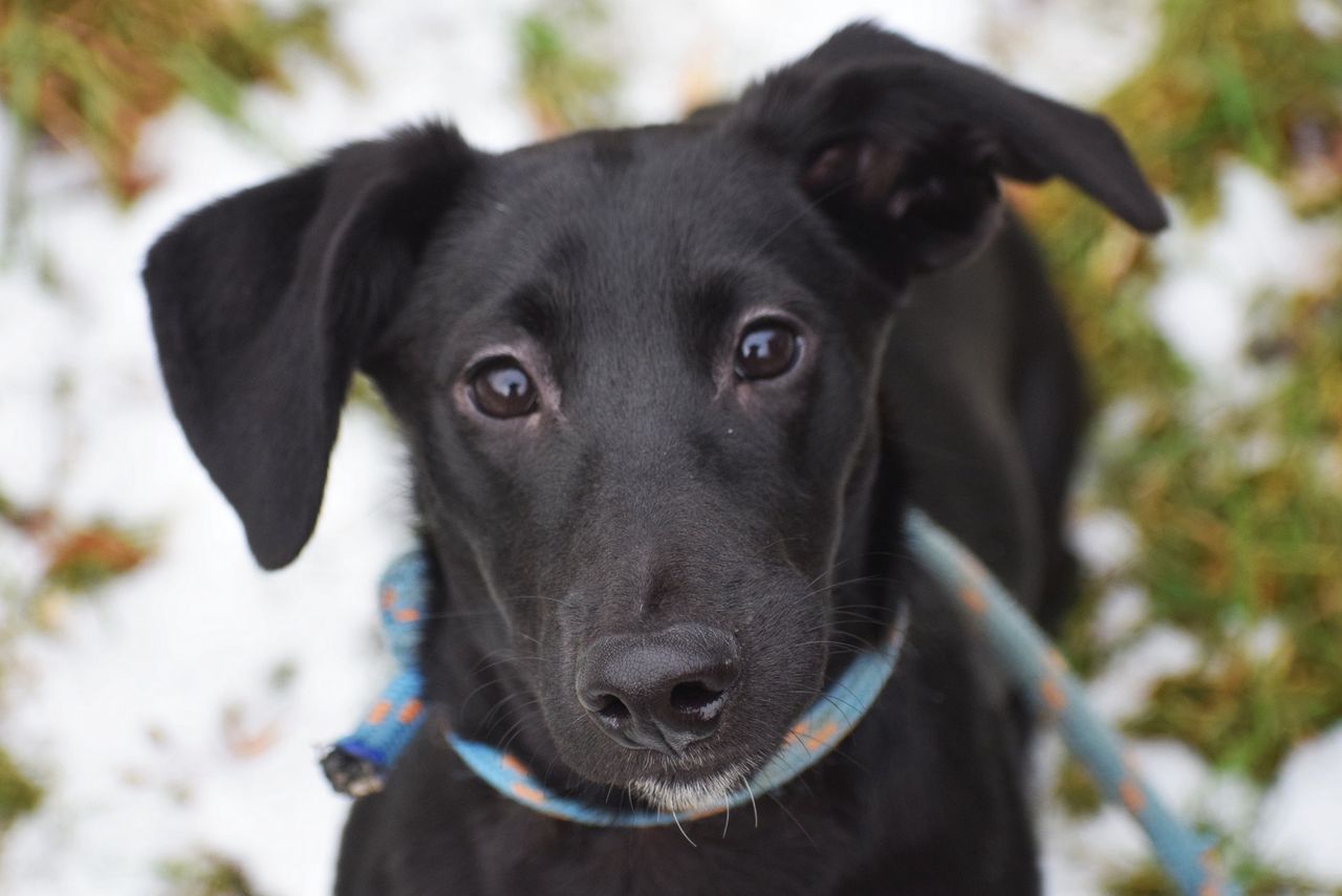 Młodzież chce pomagać! W Chełmży nastolatkowie zaangażowali się w akcję na rzecz schroniska