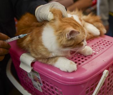 Groźna choroba zbiera żniwo. Kolejne ognisko