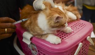 Groźna choroba zbiera żniwo. Kolejne ognisko