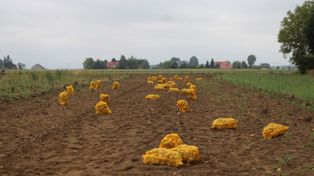 Nowoczesne przechowalnie rozwiązaniem dla nadprodukcji warzyw