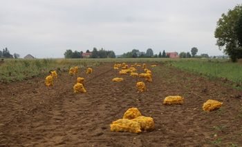 Nowoczesne przechowalnie rozwiązaniem dla nadprodukcji warzyw