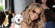 Psy Mariah Carey latają pierwszą klasą!