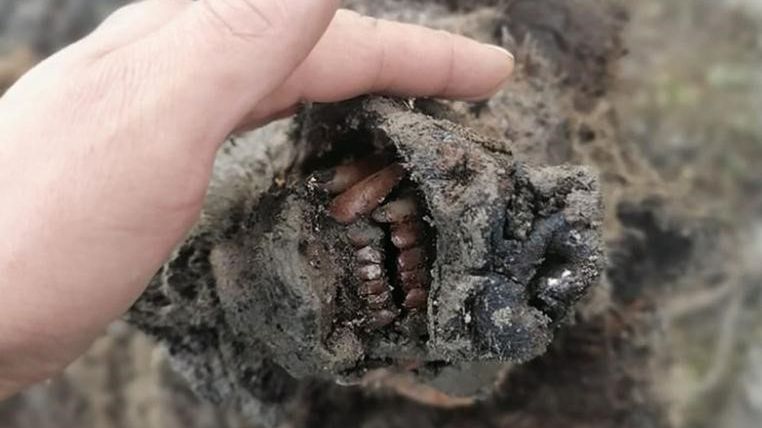 Niesamowite szczątki niedźwiedzia