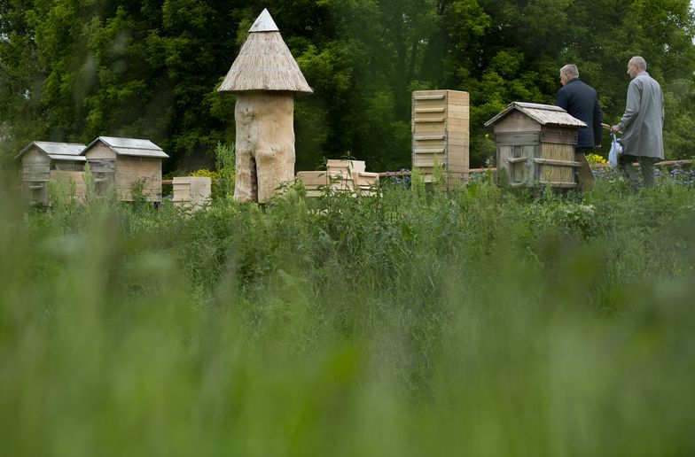 Miejskie pasieki czy "domki dla owadów" to popularne ostatnio inicjatywy, które mają zwiększyć liczebność owadów w miastach