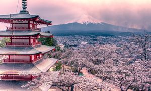 Nawał turystów ich przerósł. Podnoszą podatek turystyczny i odwołują festiwal kwitnących wiśni